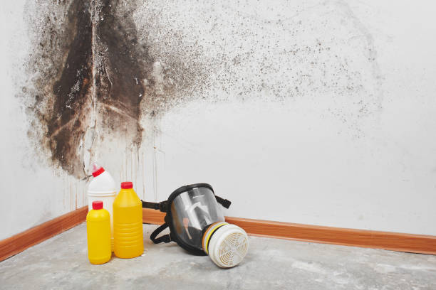 Best Mold Testing and Removal  in Peppermill Village, MD