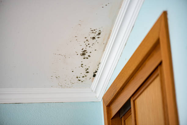 Best Fast Mold Removal  in Peppermill Village, MD