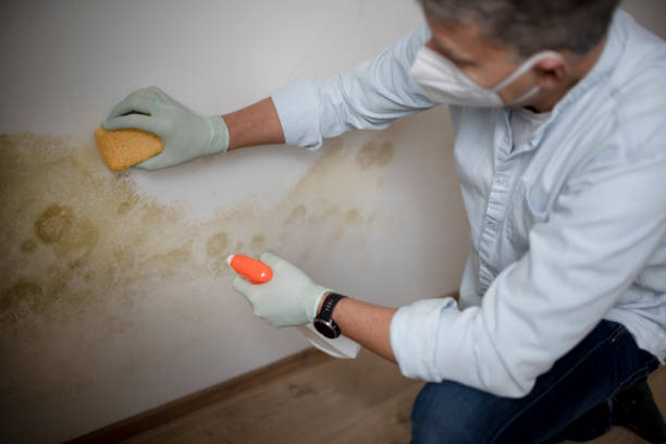 Best Professional Mold Removal  in Peppermill Village, MD