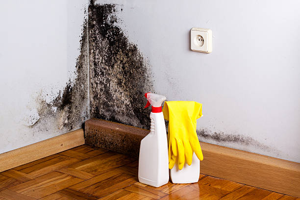 Professional Mold Removal in Peppermill Village, MD