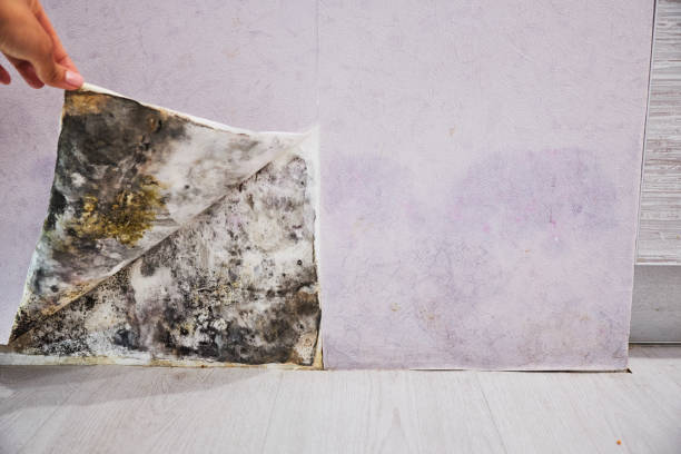Best Attic Mold Removal  in Peppermill Village, MD